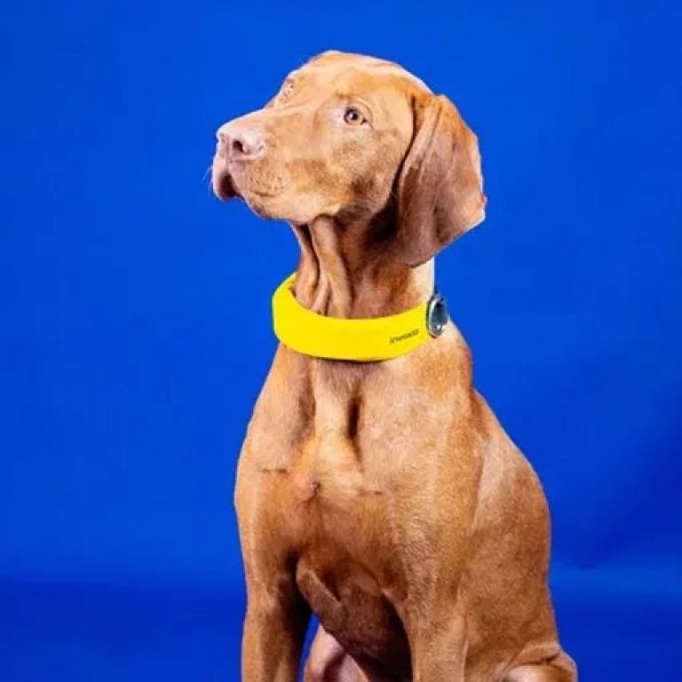 El collar inteligente para perros que rastrea la frecuencia respiratoria y cardiaca